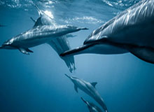 开云体育让球：掀开体育博彩的新潮流